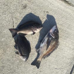 今週の釣果報告！１０月１３日（土）